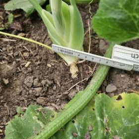 Fenchel2 2026-07-08 17.39.